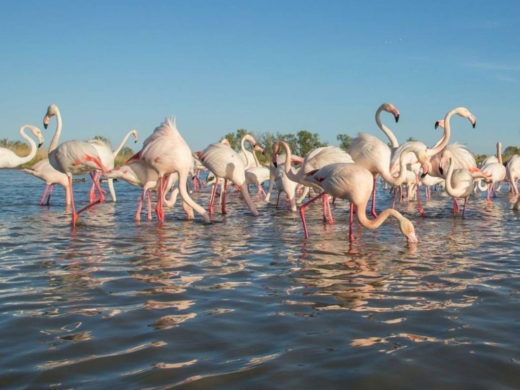 La Camargue