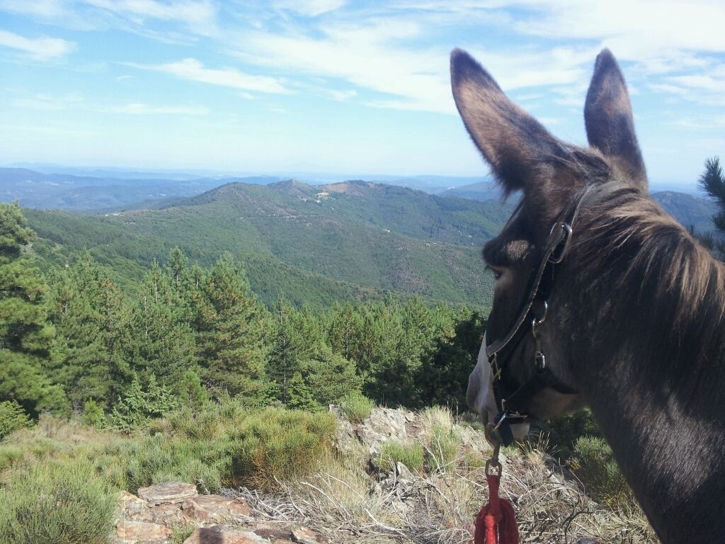 Cévennes